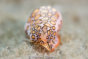 Flamingo Tongue by Henley Spiers 